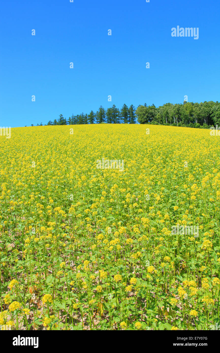 Beautiful static forest landscape trees hi-res stock photography and ...