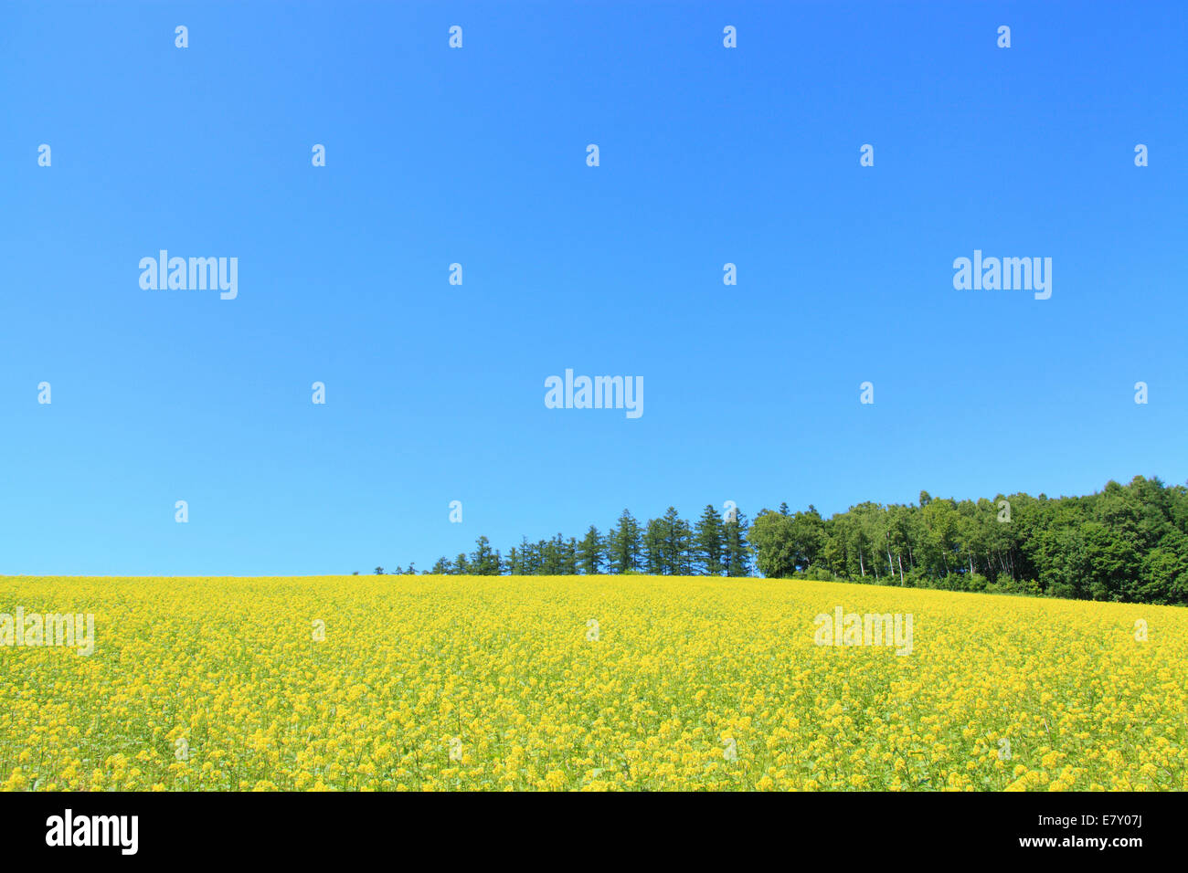 Beautiful static forest landscape trees hi-res stock photography and ...