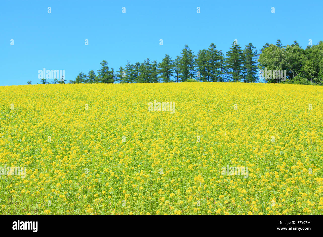 Beautiful static forest landscape trees hi-res stock photography and ...
