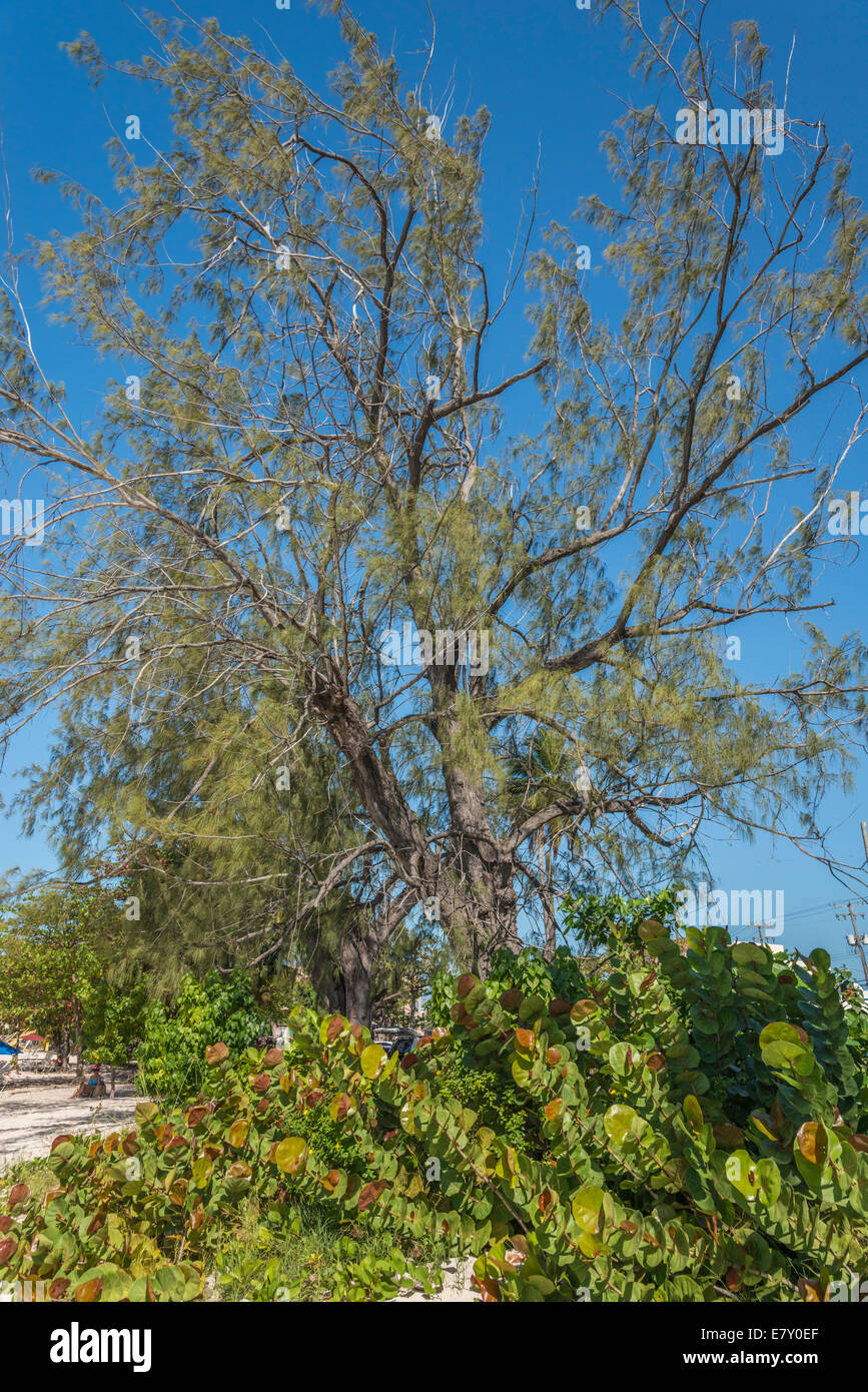 Trees caribbean growing hires stock photography and images Alamy