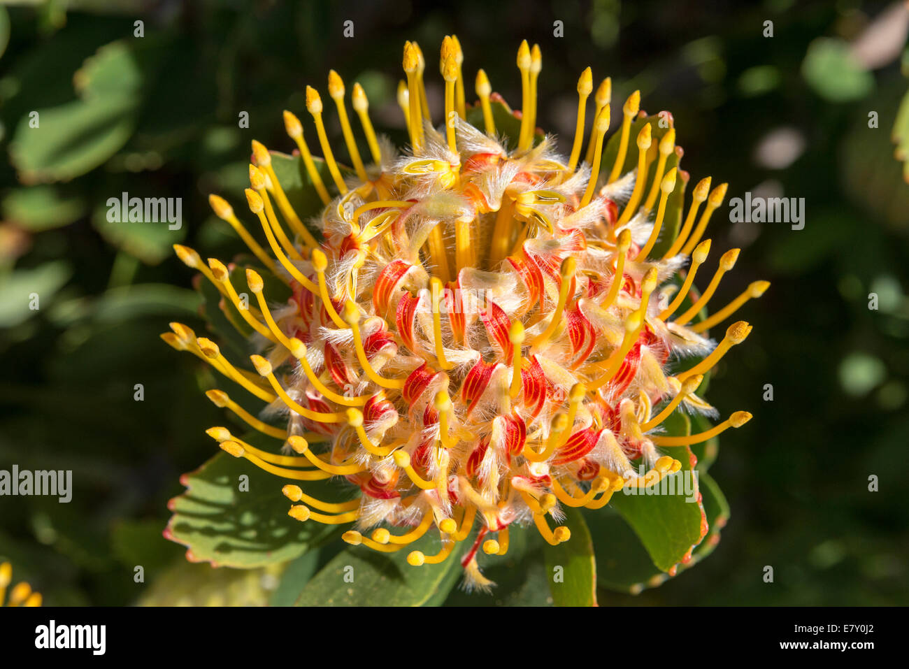 Protea inflorescence (Leucospermum conocarpodendron x glabrum), cloeseup, Kirstenbosch Botanical garden, Cape Town, South Africa Stock Photo