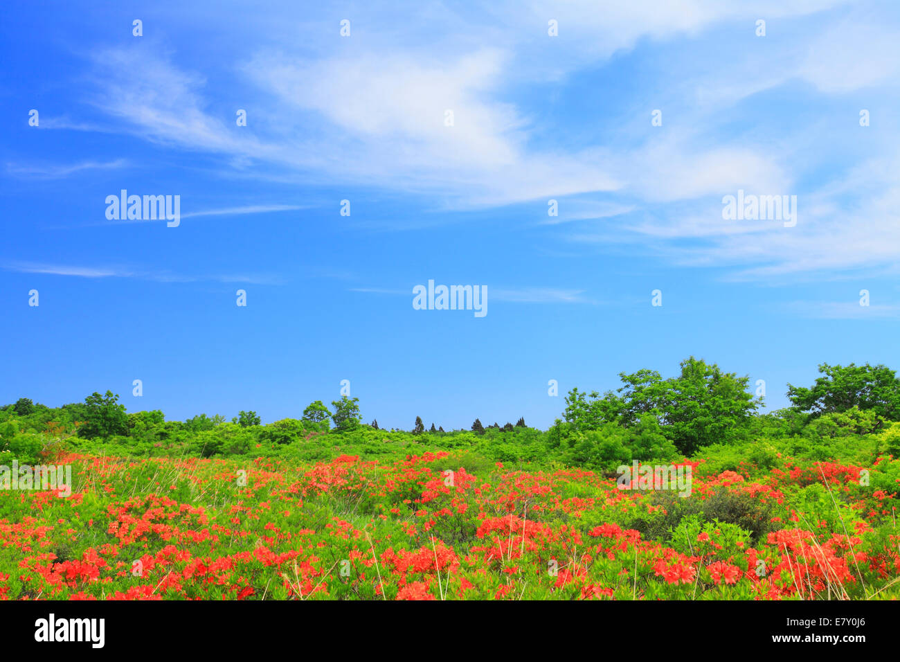 Rhododendron field Stock Photo