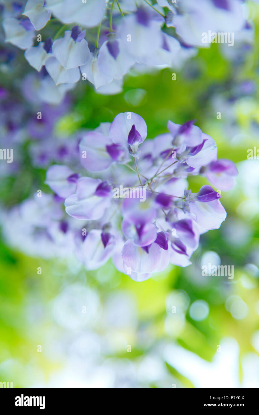 Wisteria group of people hires stock photography and images Alamy