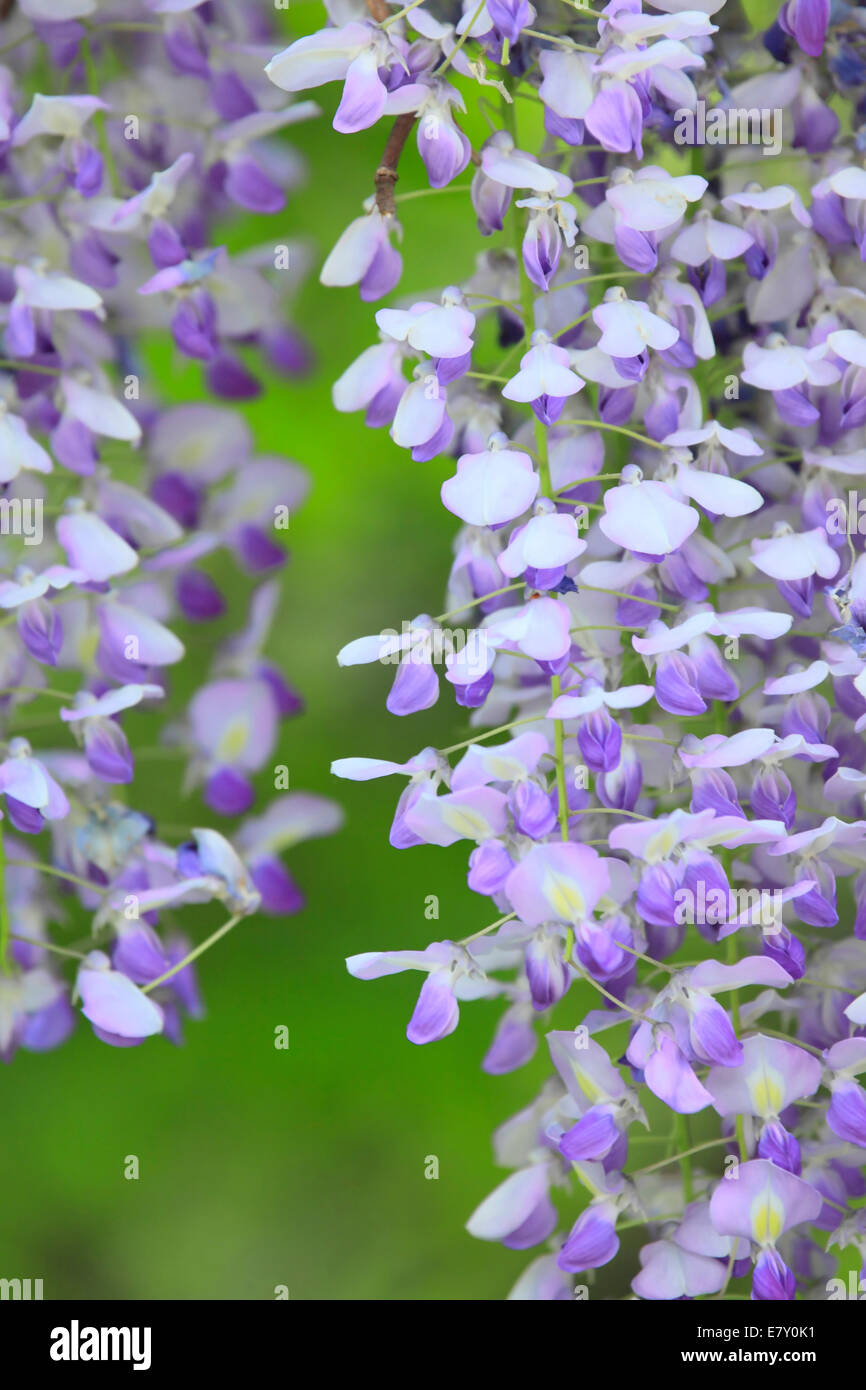 Wisteria group of people hires stock photography and images Alamy
