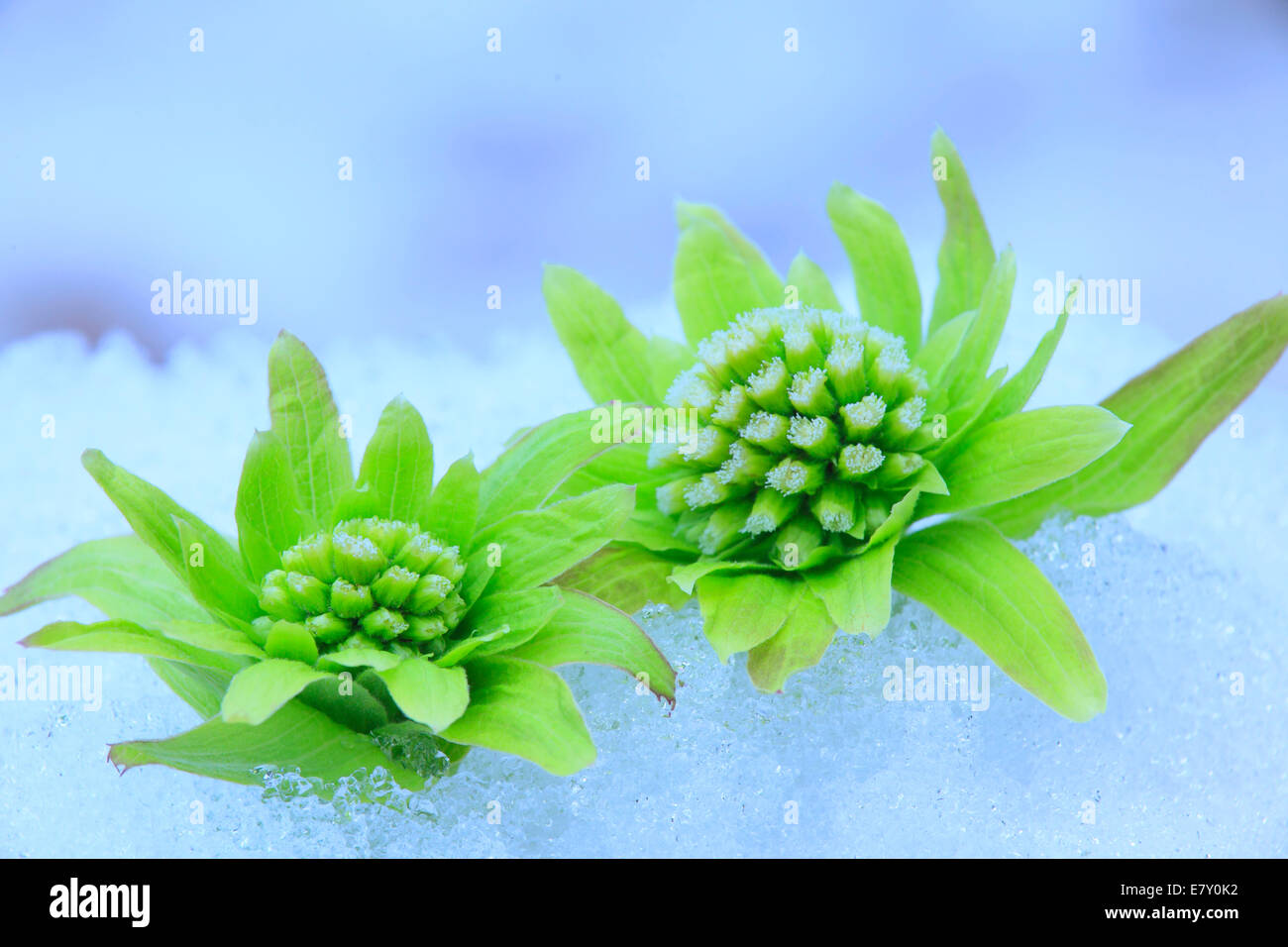 Butterbur Sprouts Stock Photo