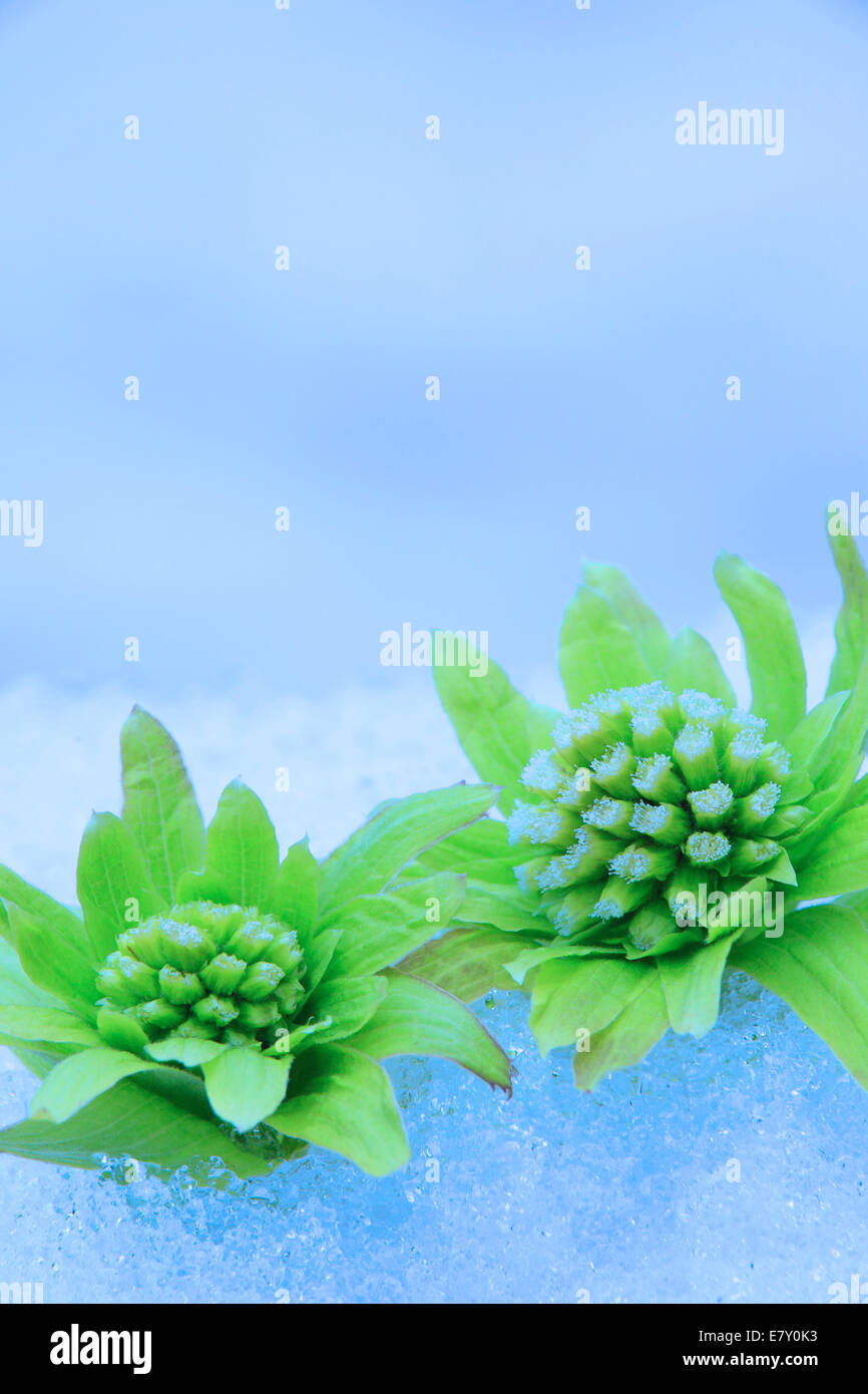 Butterbur Sprouts Stock Photo