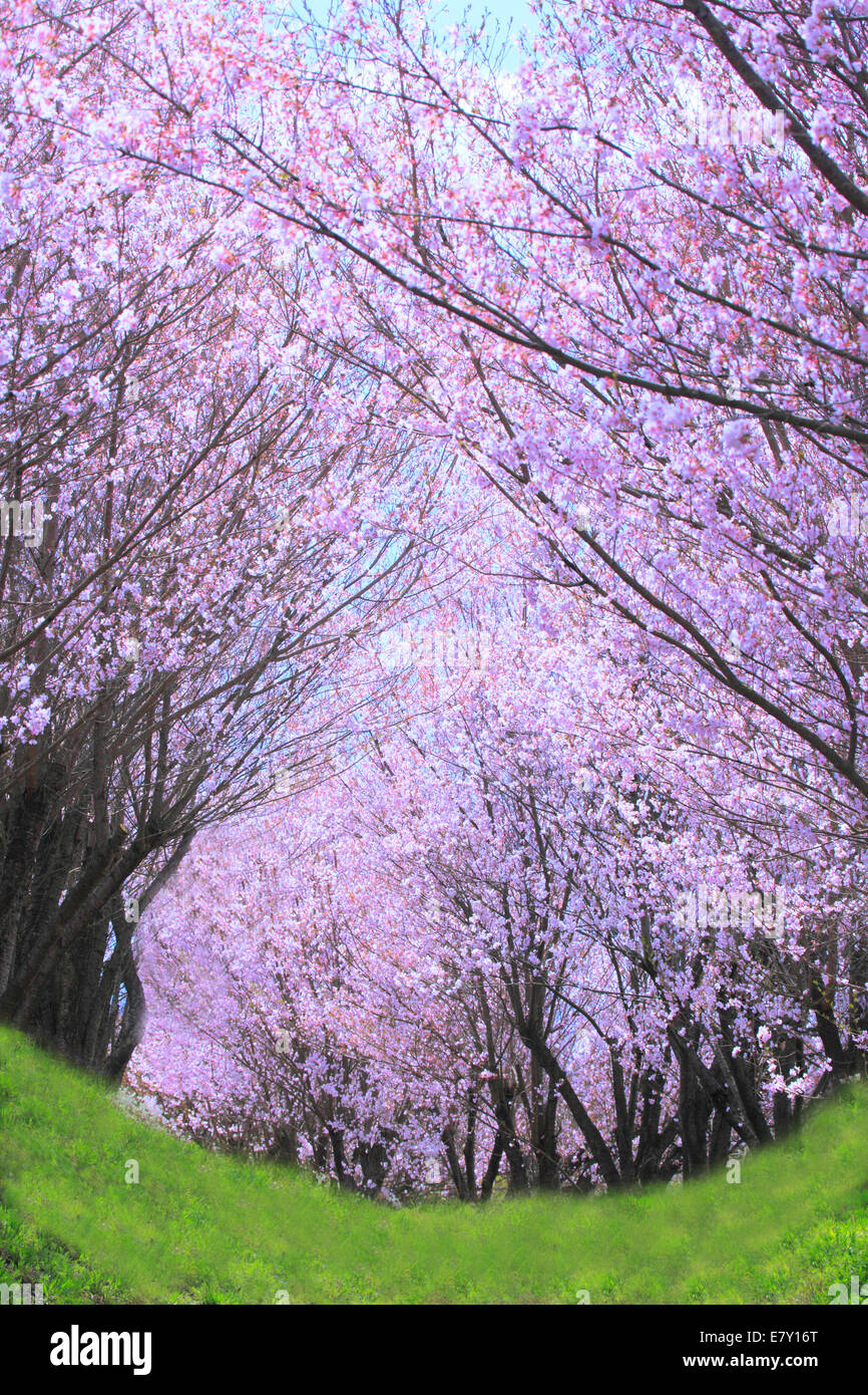 Cherry blossoms tunnel hires stock photography and images Alamy