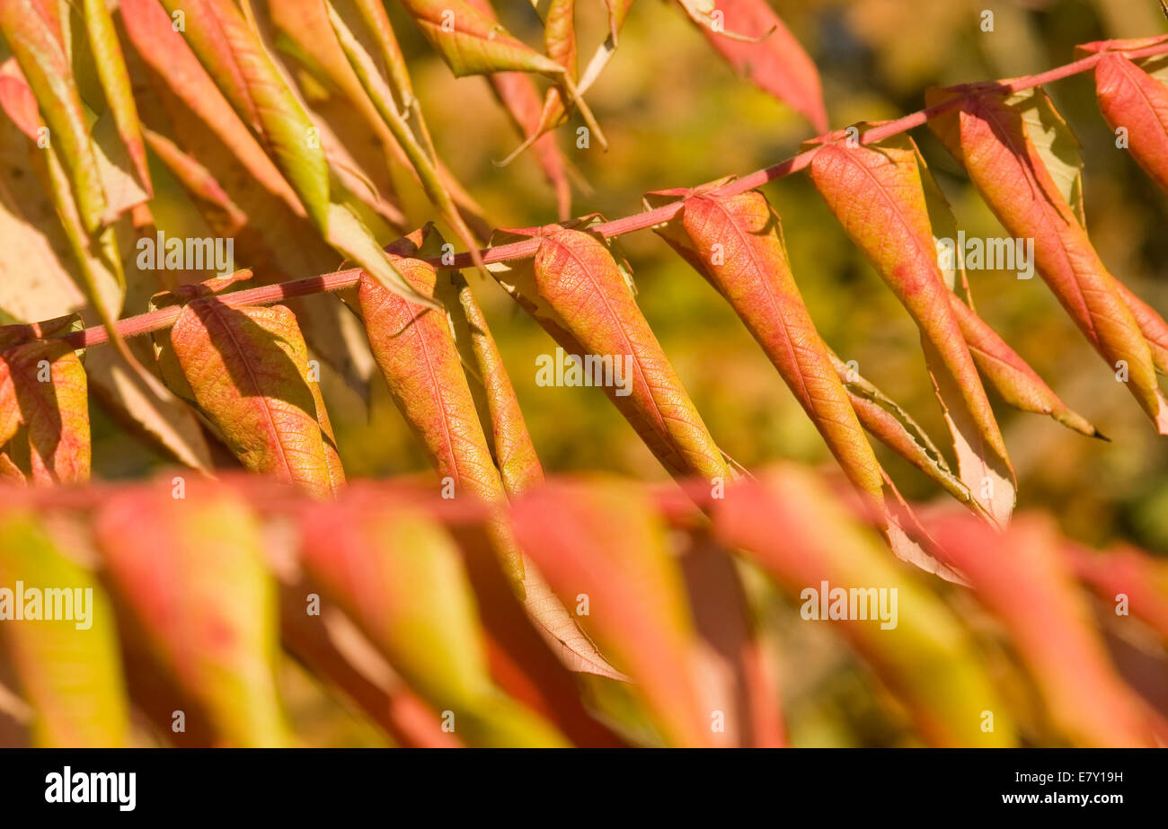 reddish staghorn sumac leaves at autumn time Stock Photo Alamy
