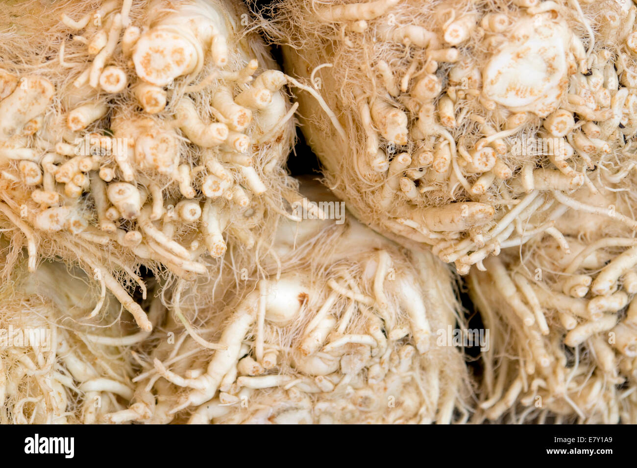 abstract full frame background showing some rooty celery Stock Photo