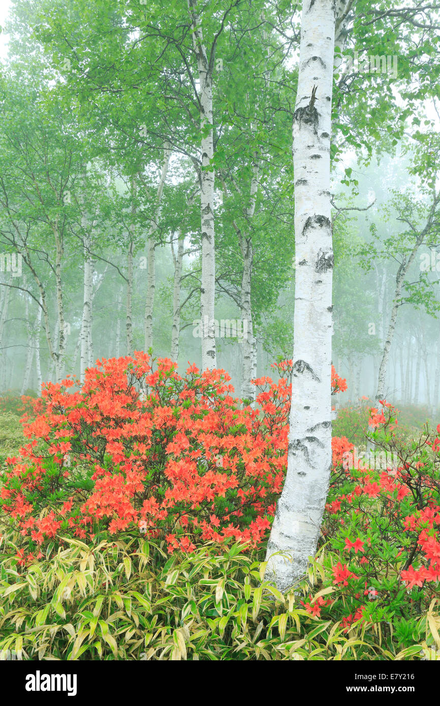 Nagano Prefecture, Japan Stock Photo Alamy