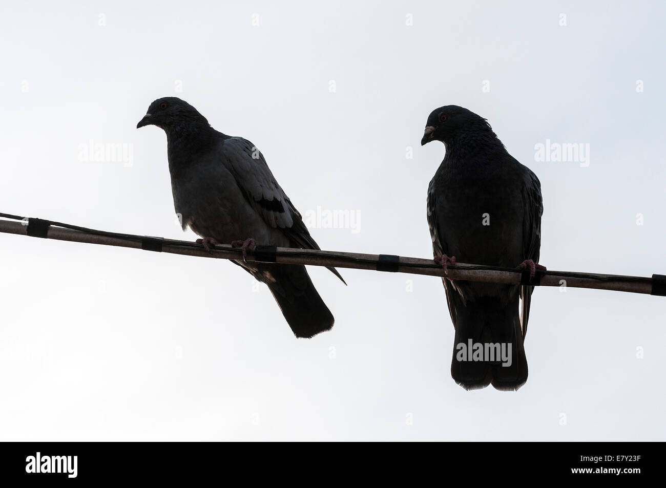 bird on a wire Stock Photo Alamy