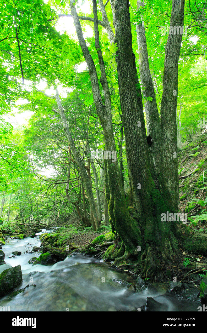 Nagano Prefecture, Japan Stock Photo Alamy