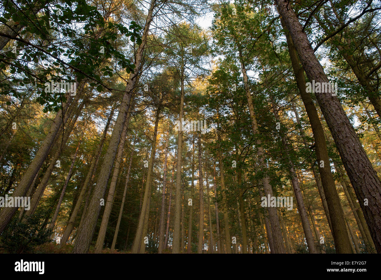 View looking upwards to the sky through branches of tall, soaring trees.in pine woodland - Strid Woods, Bolton Abbey Estate, Yorkshire, England, UK. Stock Photo