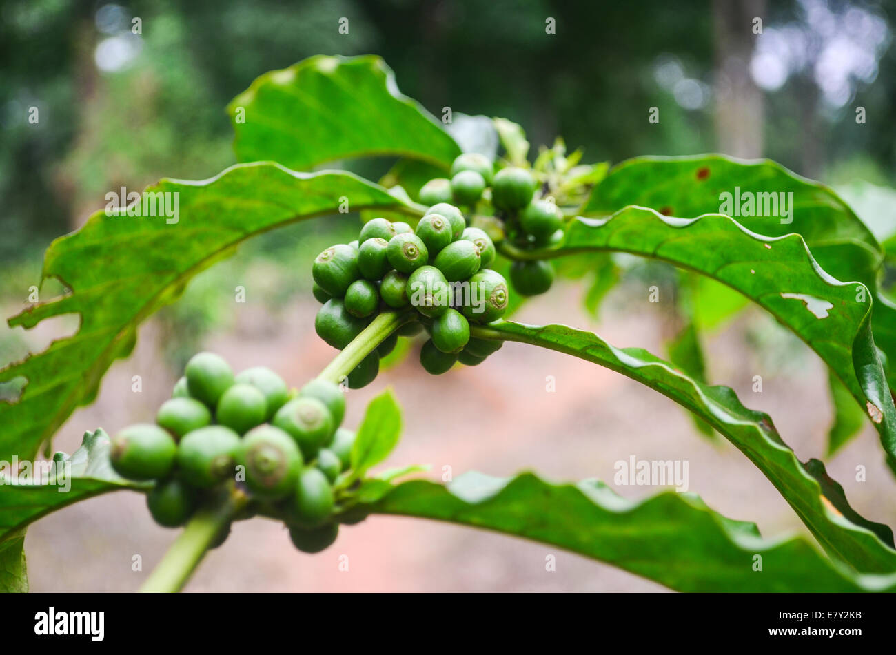 Green coffee beans in a plantation in Ghana, Africa, near the Ivorian