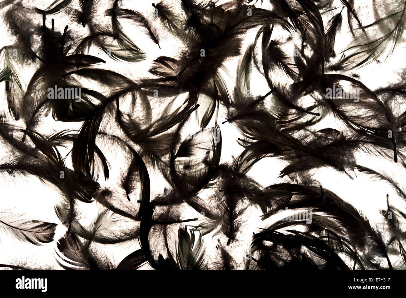 black feathers background Stock Photo - Alamy