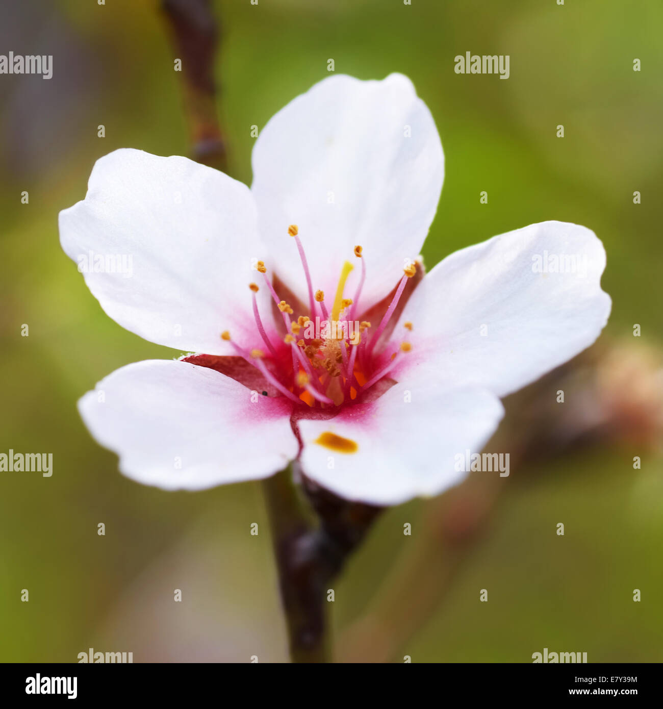 Almond white flowers with the soft background Stock Photo