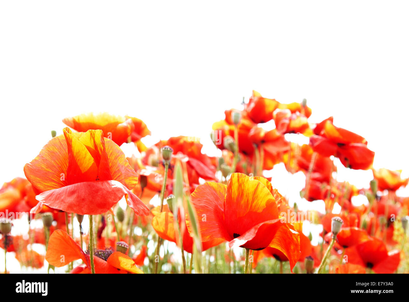 Beautiful red poppies isolated on white background Stock Photo - Alamy