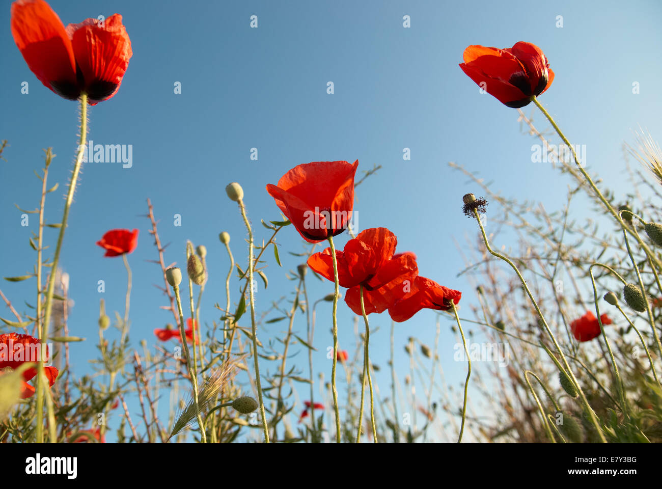 Beautiful red poppies on the blue sky background Stock Photo - Alamy