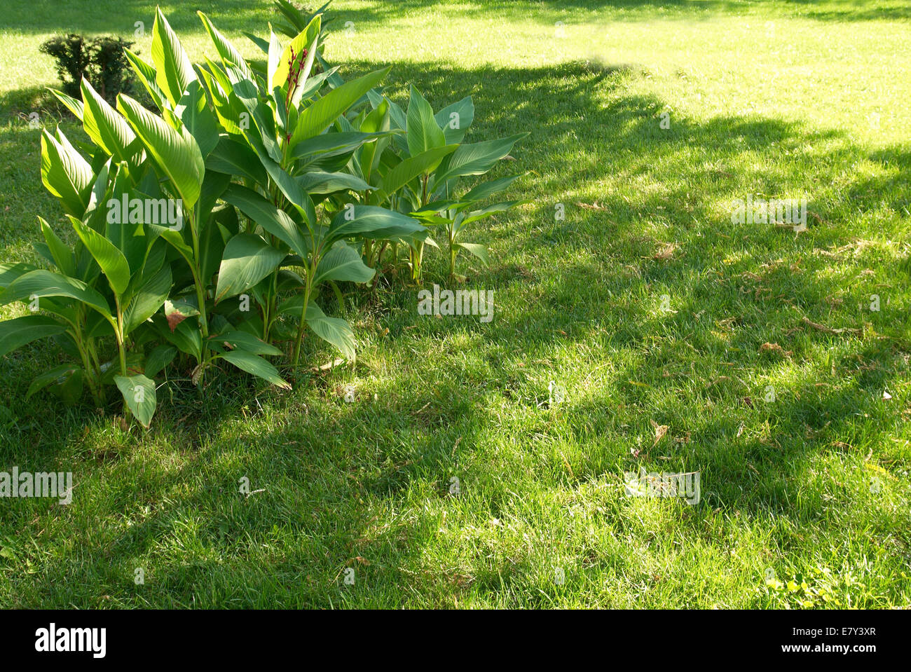Green sunny park with grass and trees Stock Photo - Alamy