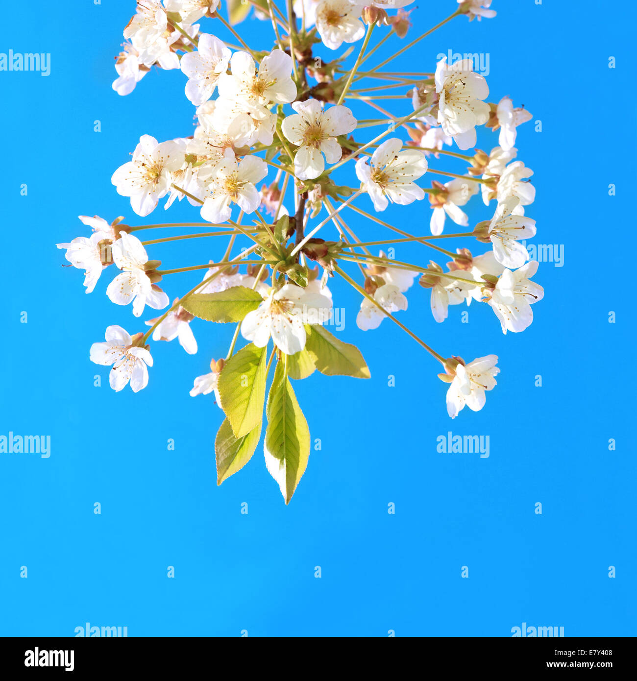 White cherry flowers with blue sky background Stock Photo - Alamy