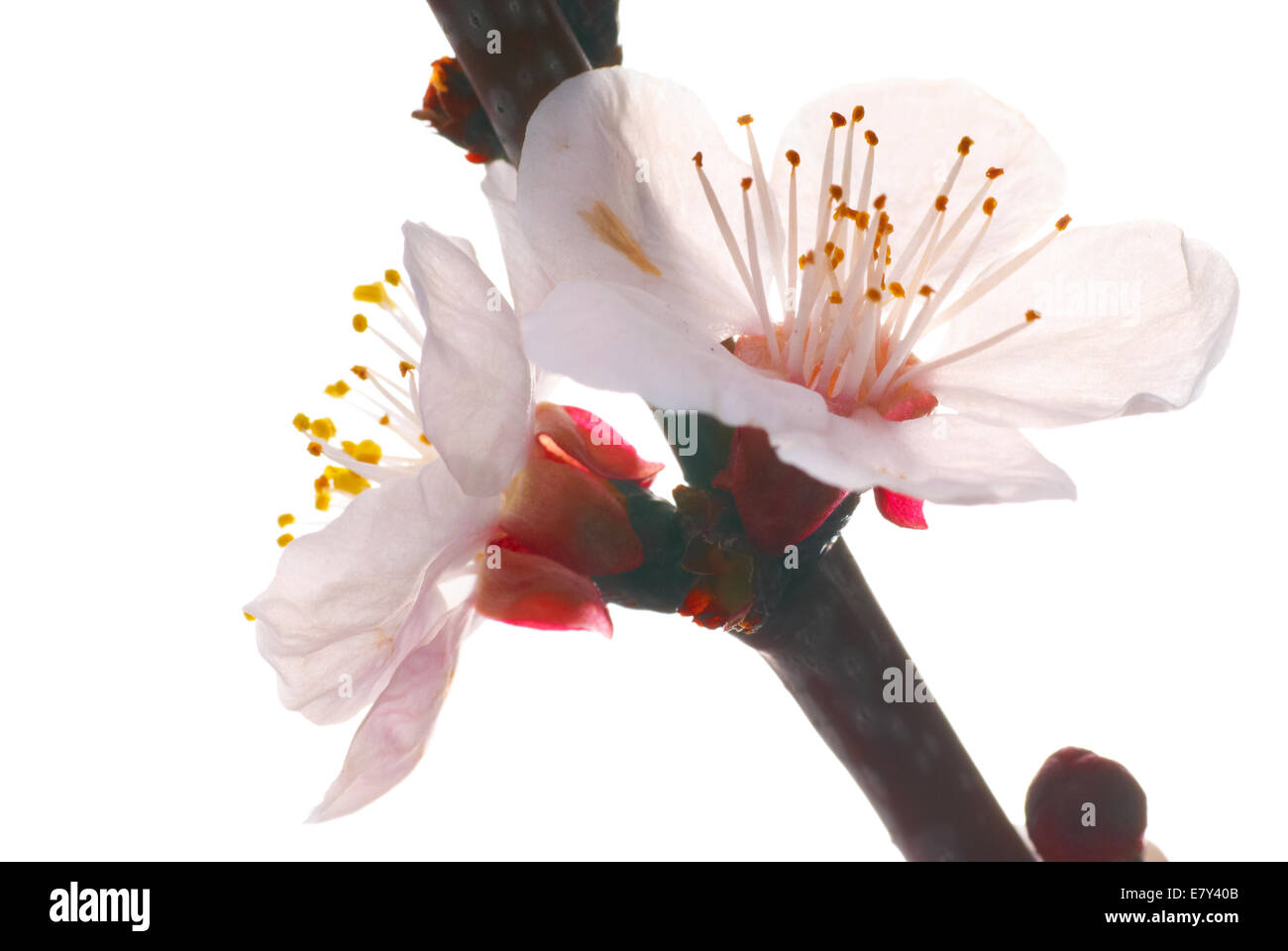 Almond white flowers isolated on white background Stock Photo - Alamy