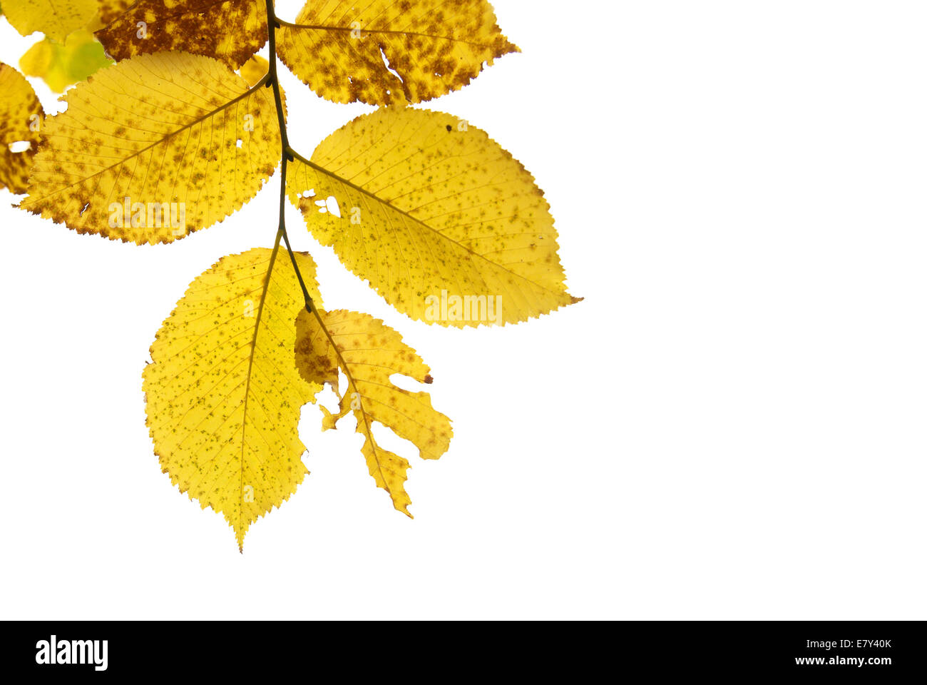 Autumn leaves isolated on the white background Stock Photo - Alamy