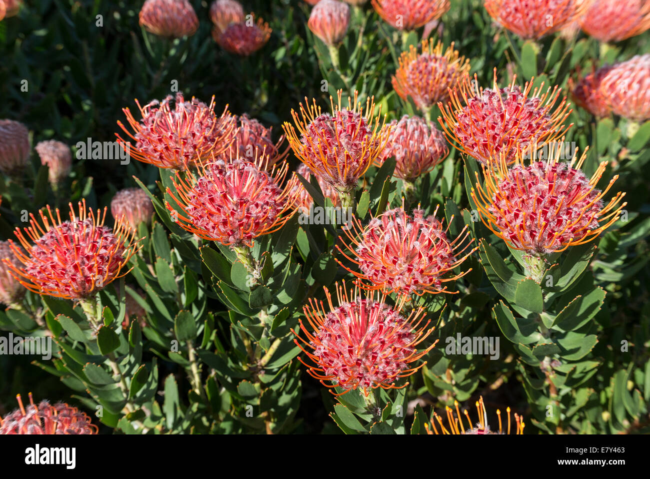 Protea inflorescences 'Scarlet Ribbon' (Leucospermum hybrid), cloeseup, Kirstenbosch Botanical garden, Cape Town, South Africa Stock Photo