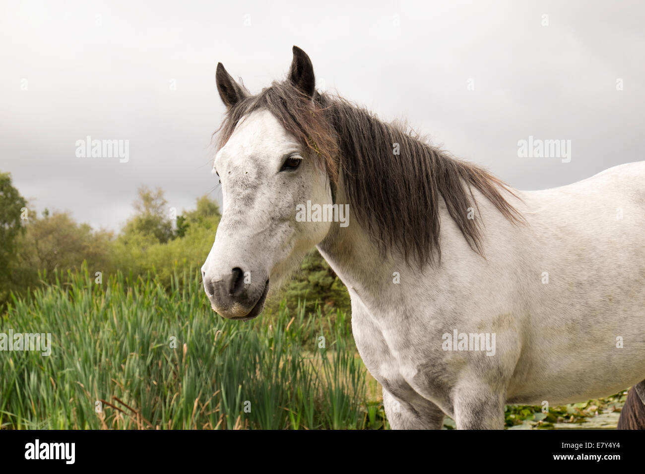 A Grey Coloured New Forest Pony The Ponies Are Wild In The Sense Stock Photo Alamy