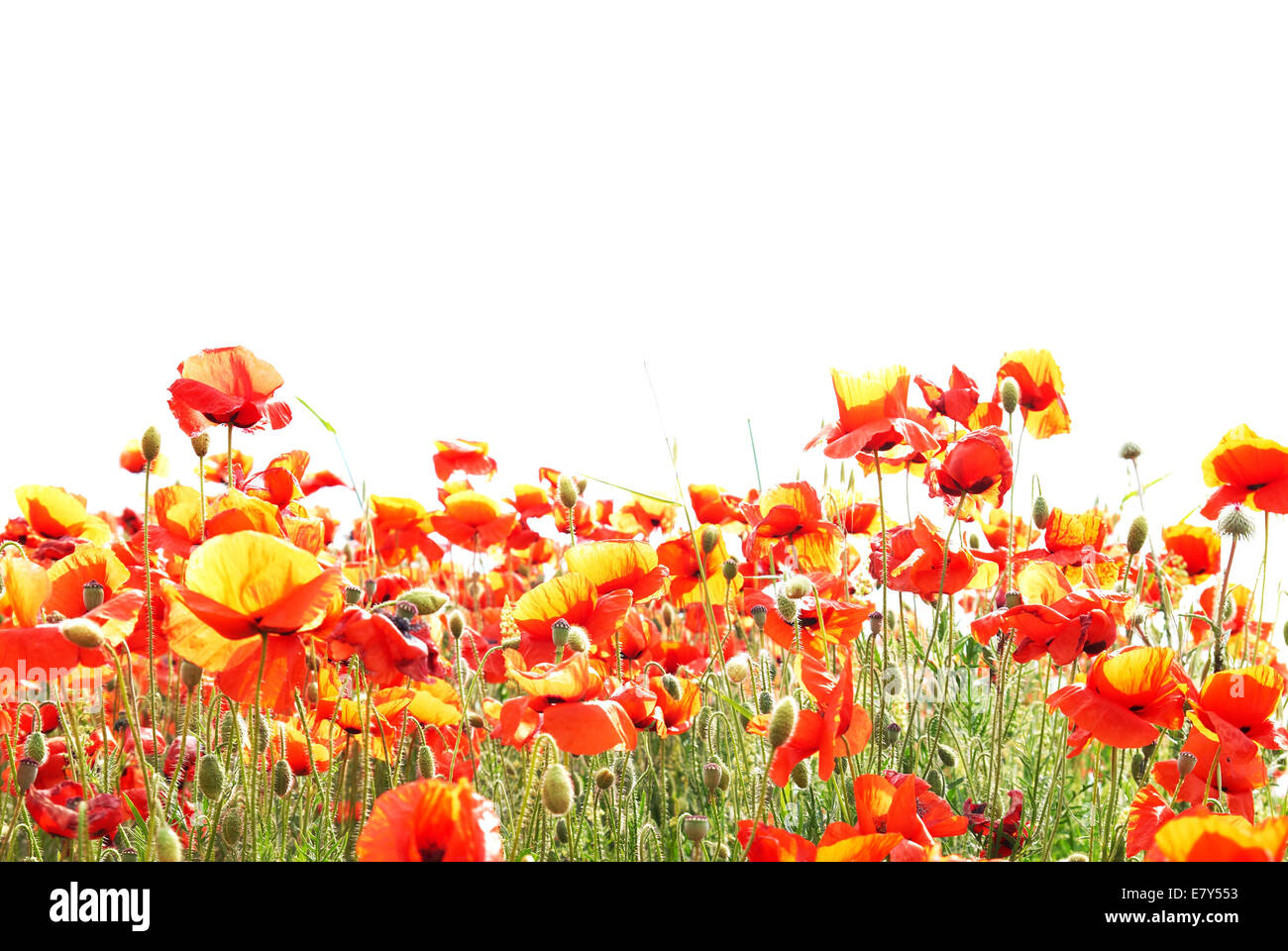 Beautiful red poppies isolated on white background Stock Photo - Alamy