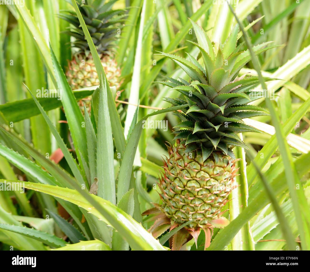 Pineapple plant with big ripe pineapple fruit Stock Photo Alamy