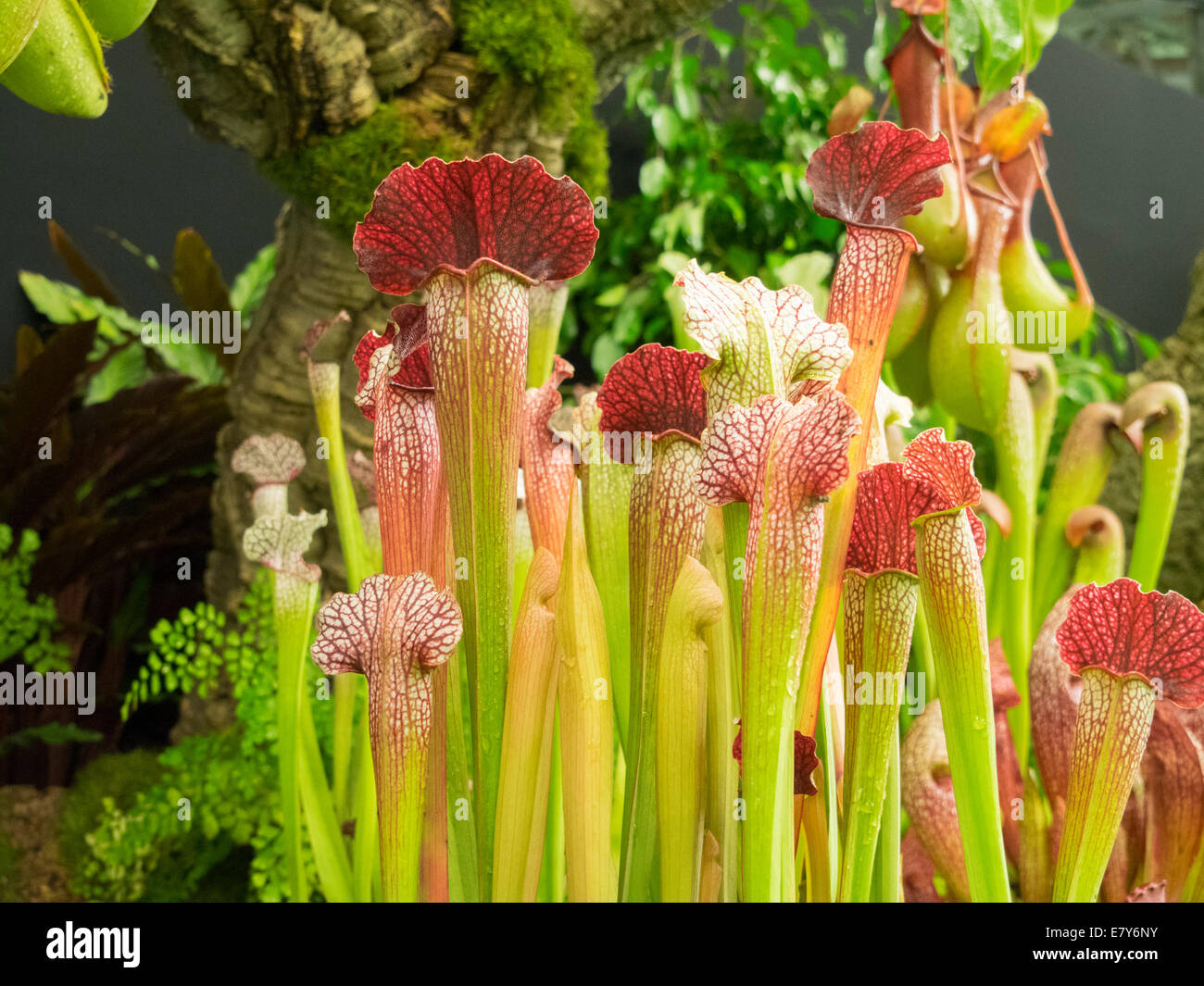 Hybrid pitcher plants hi-res stock photography and images - Alamy