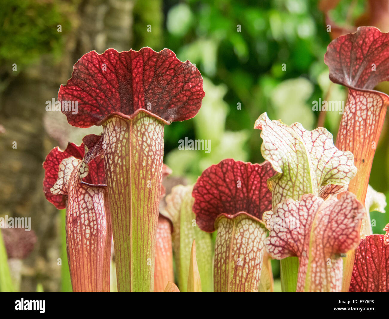 Hybrid pitcher plants hi-res stock photography and images - Alamy