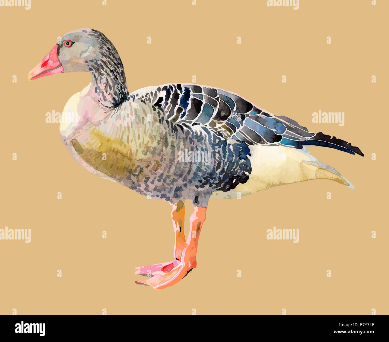 watercolor painting of bird, goose Stock Photo Alamy