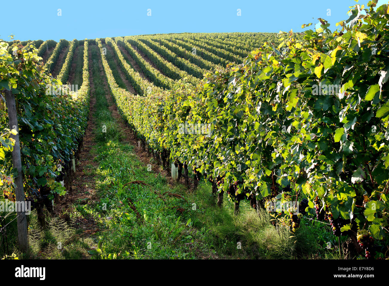 Italy,Vineyard Landscape of Piedmont LangheRoero and Monferrato