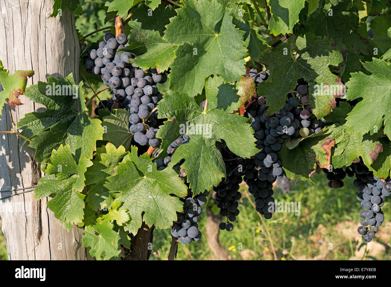 Italy,Vineyard Landscape of Piedmont: Langhe-Roero and Monferrato inscribed on the World Heritage List of UNESCO.Barbera bunches Stock Photo