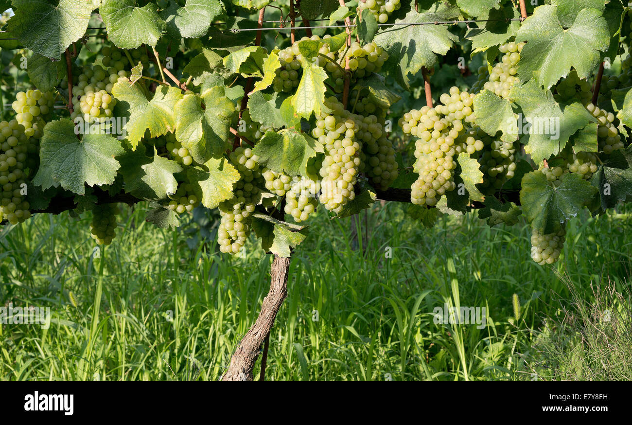 Italy,Vineyard Landscape of Piedmont: Langhe-Roero and Monferrato inscribed on the World Heritage List of UNESCO. muscat bunches Stock Photo
