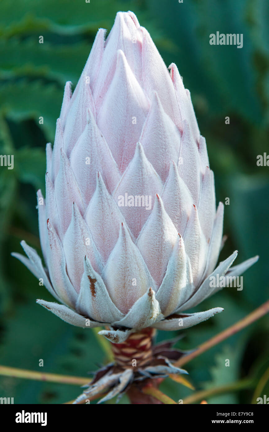 Flower bud stage of a King-Protea (Protea cynaroides), Kirstenbosch Botanical garden, Cape Town, South Africa Stock Photo