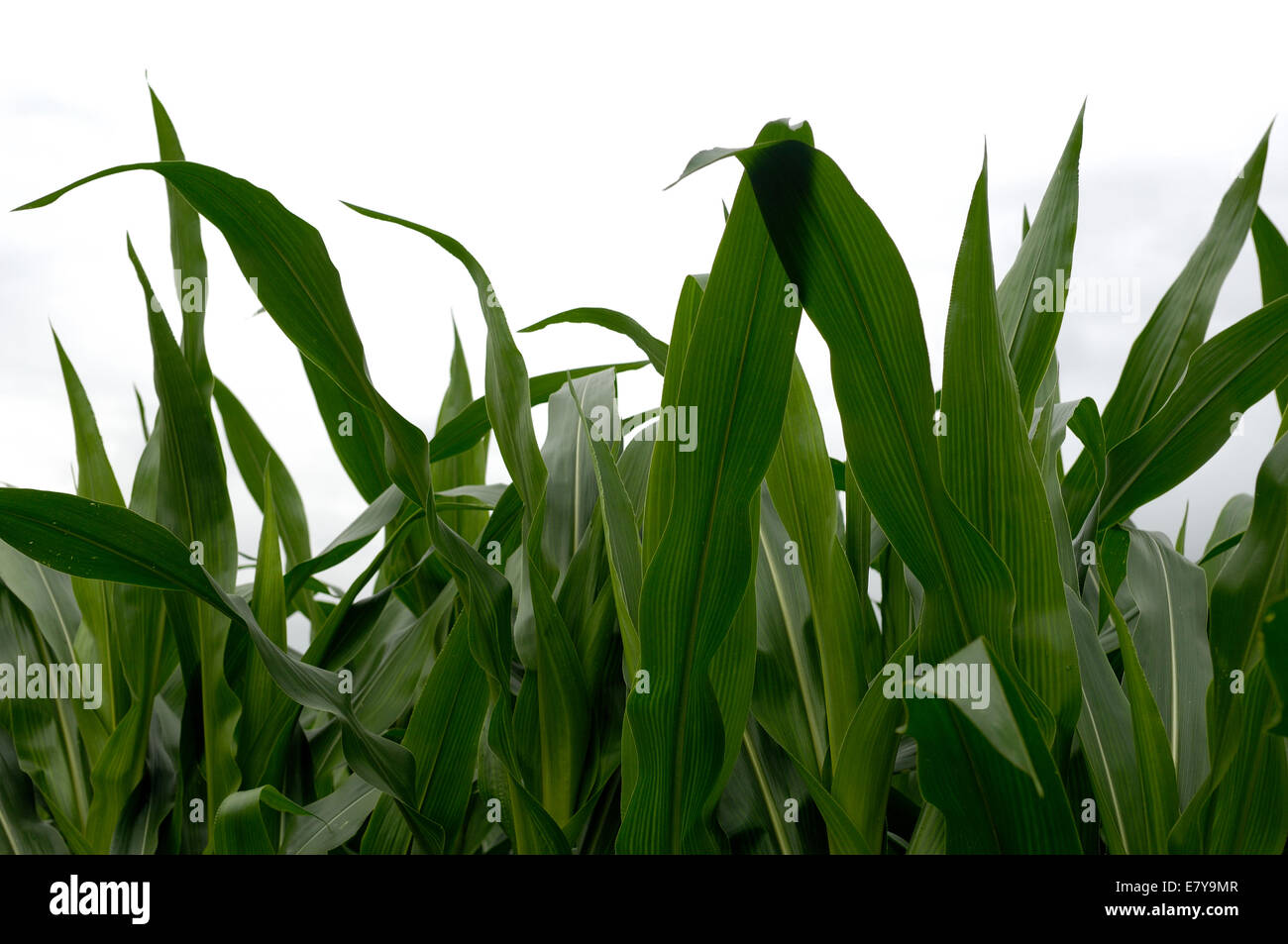 Corn leaves hi-res stock photography and images - Alamy