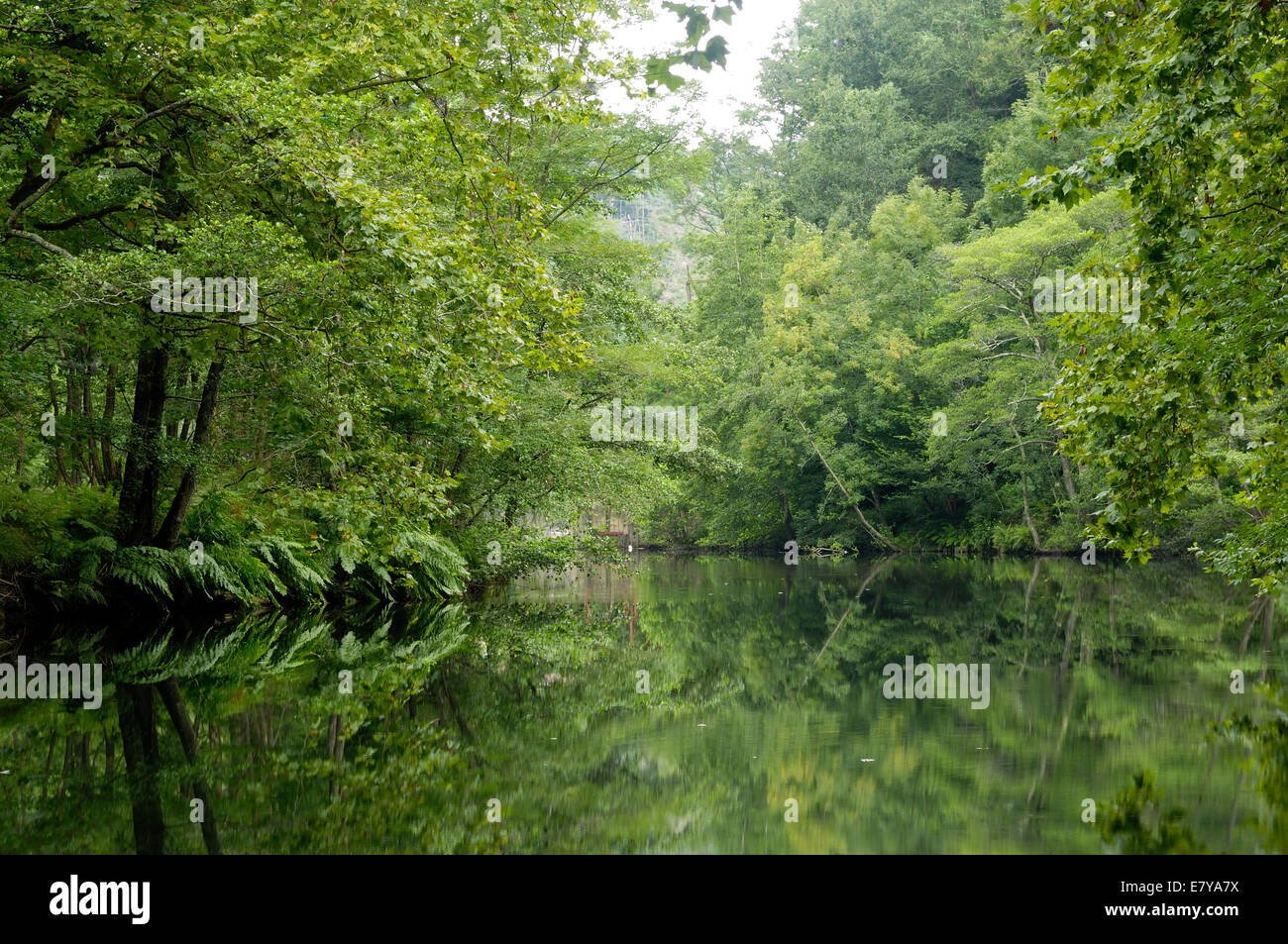 Shore forest hi-res stock photography and images - Alamy
