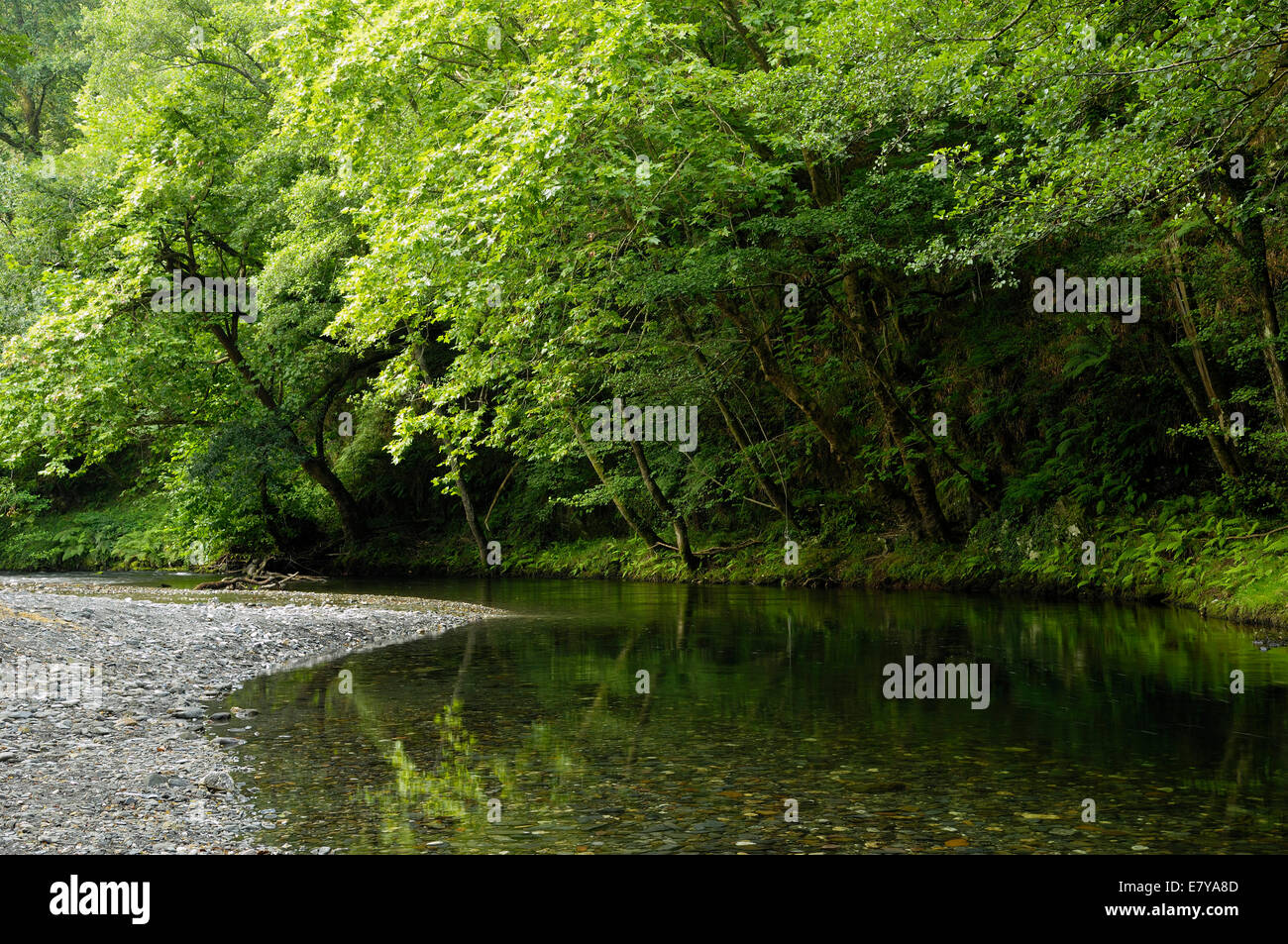 Shore Rever Shore river trees green hi-res stock photography and images - Alamy