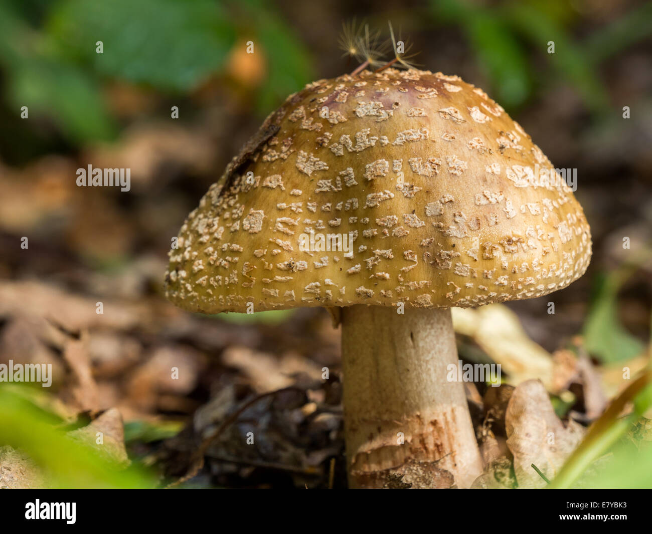 Closeup of wild, brown, spotted mushroom Stock Photo