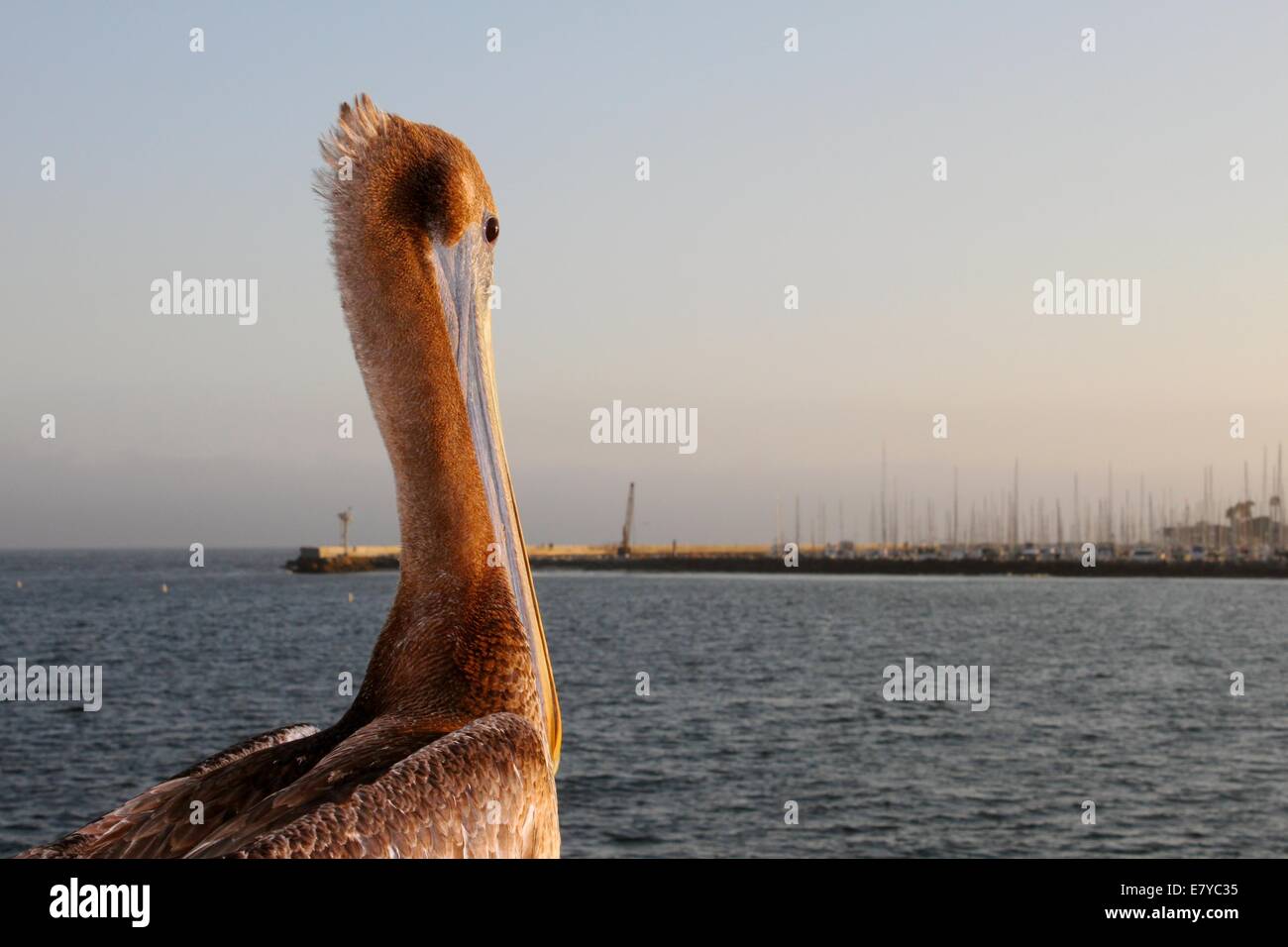 Pelican at Sunset Stock Photo