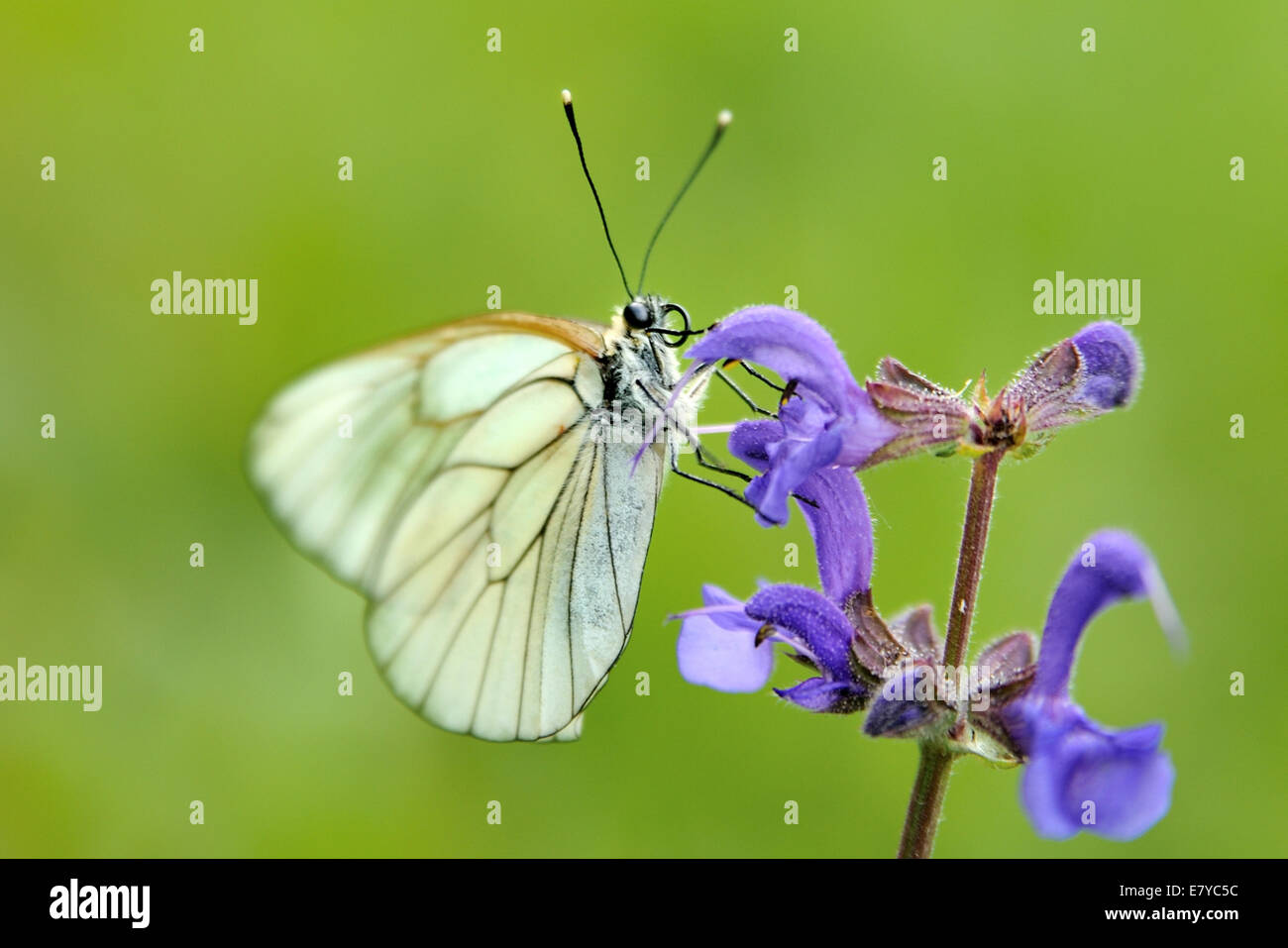 Black-veined White Butterfly (Aporia Crataegi)  roosting on a Meadow Clary (Salvia pratensis), whit green background. Stock Photo