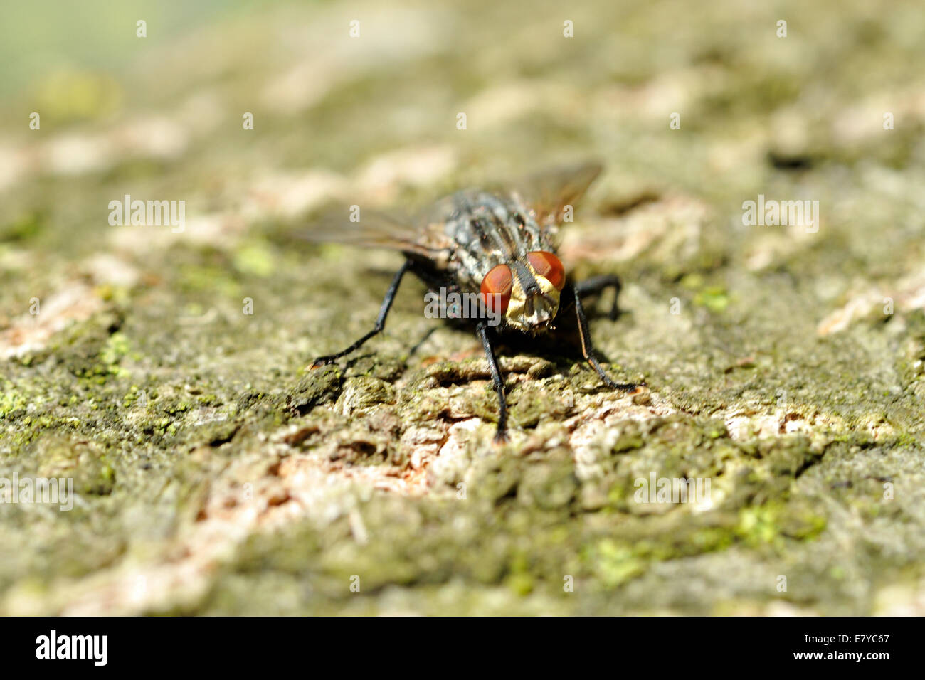 Common House Fly on a green brown tree bark (front view) Stock Photo