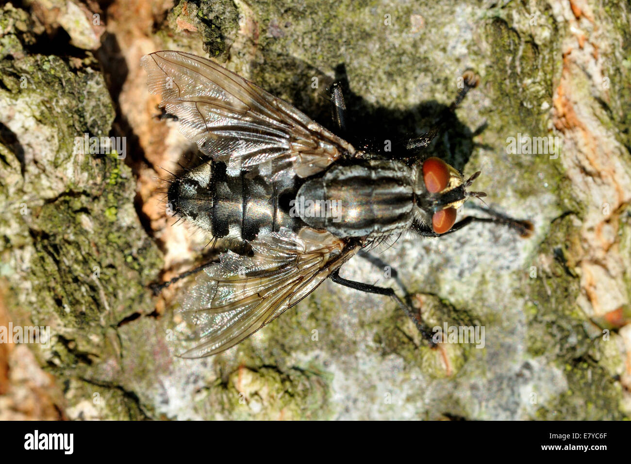 Common House Fly on a green brown tree bark Stock Photo