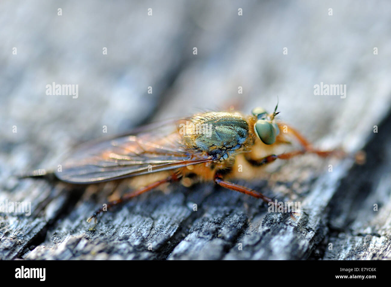 Horsefly on black cortex. Stock Photo