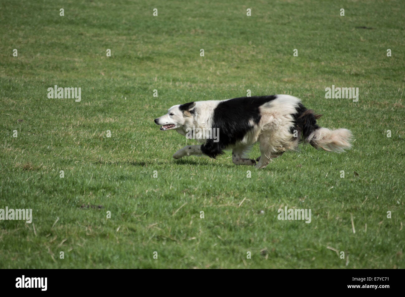 Sheep Dog working Stock Photo Alamy
