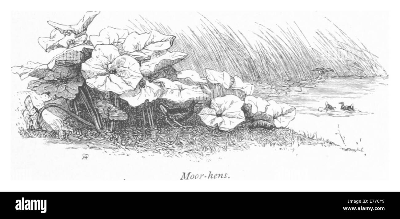 An illustration from 1875 depicting moor-hens in their natural habitat, highlighting their physical characteristics and environment. Stock Photo