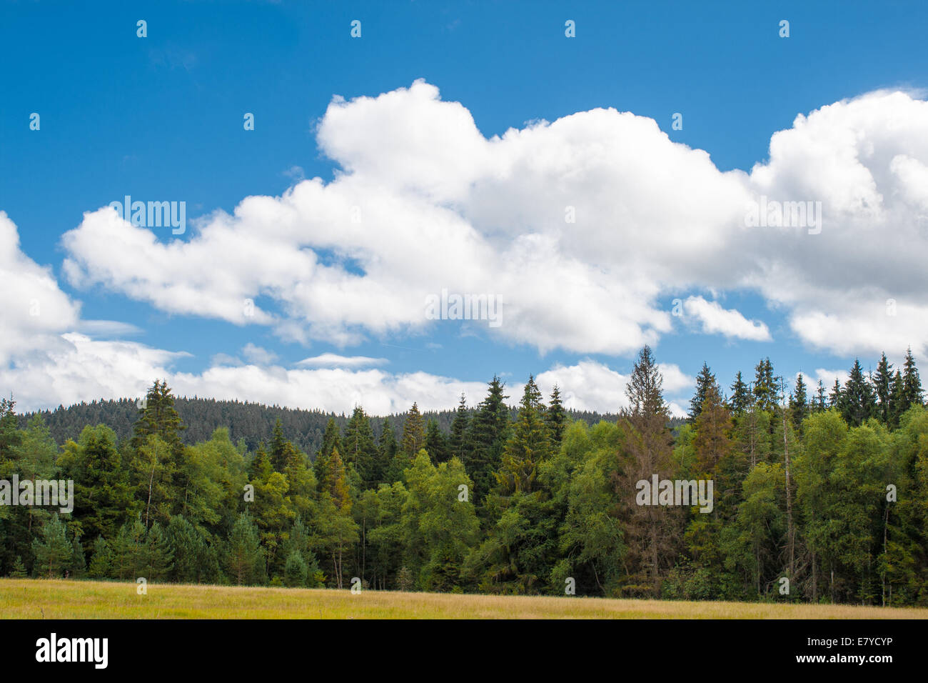 Black pine on trail hi-res stock photography and images - Alamy