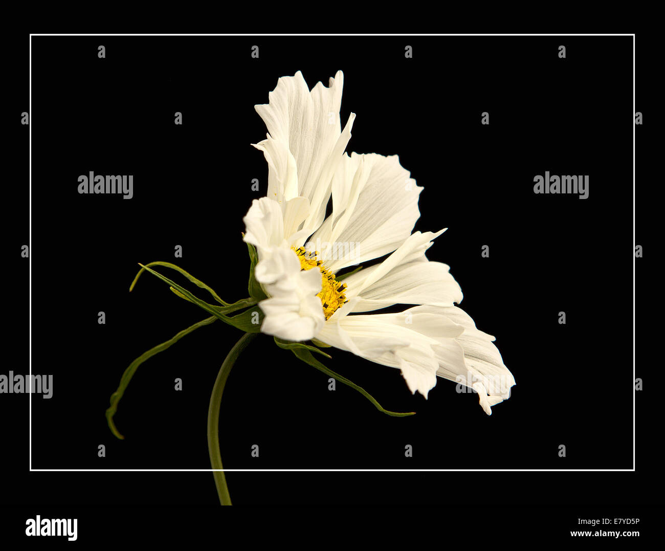 A beautiful white flower of Cosmos bipinnatus 